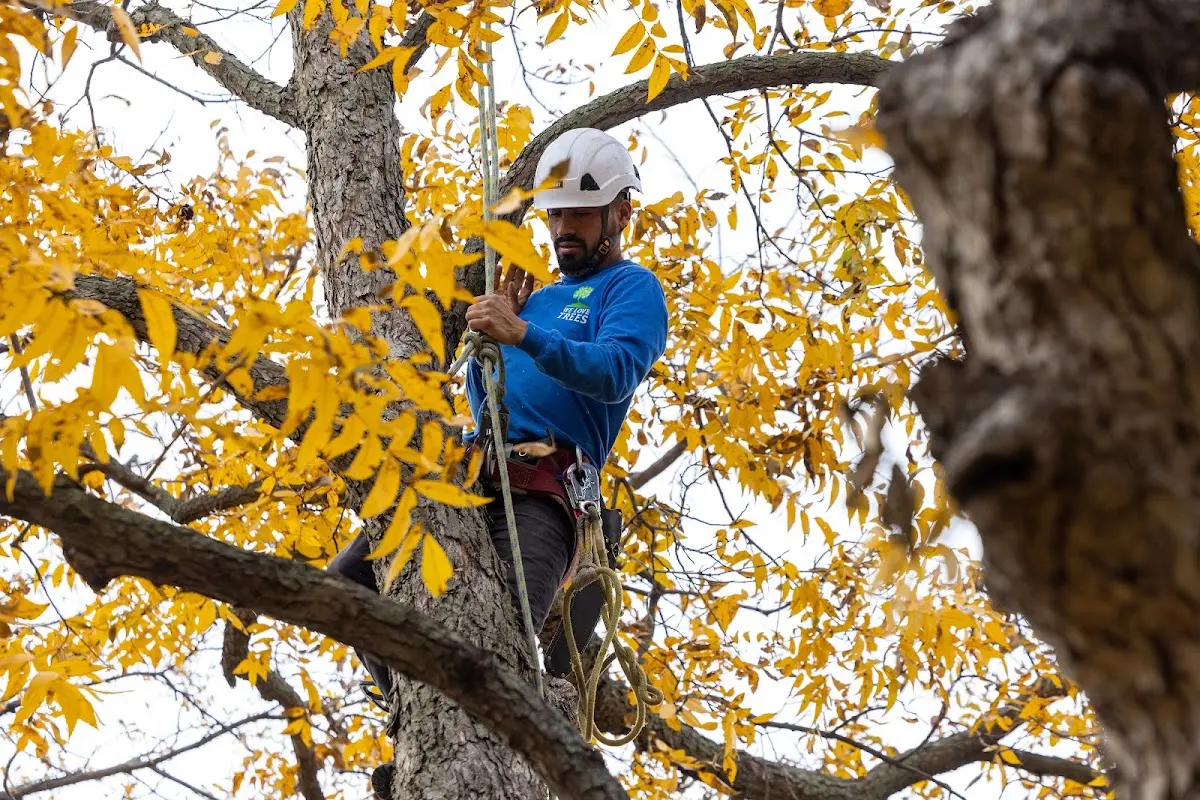 Skilled Storm Damage Cleanup crew working in Felton