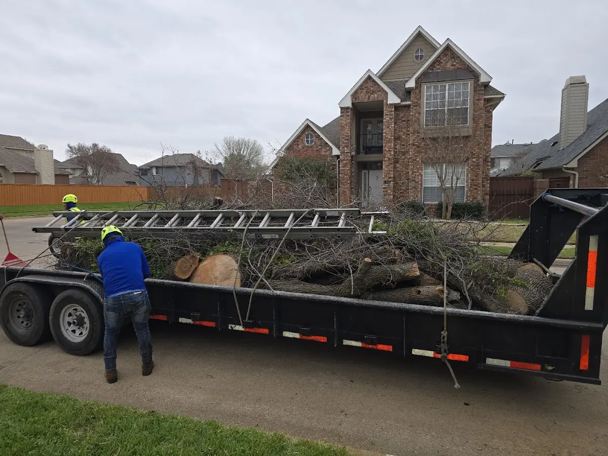 Expert Tree Removal with proper safety equipment in Felton